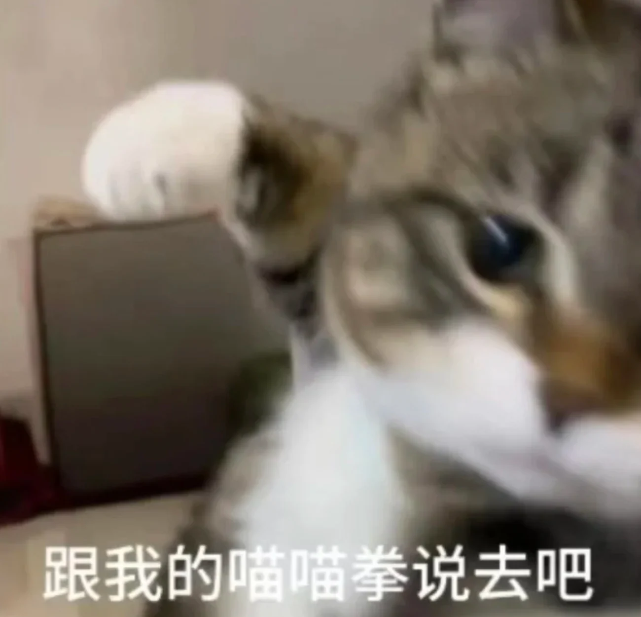 猫咪挥拳表情包