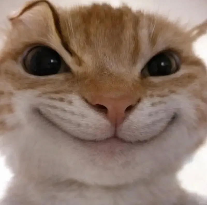 歪嘴微笑猫表情包