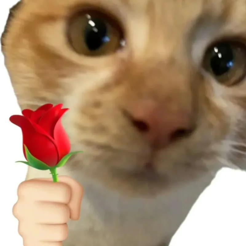 猫咪递出玫瑰花的表情包